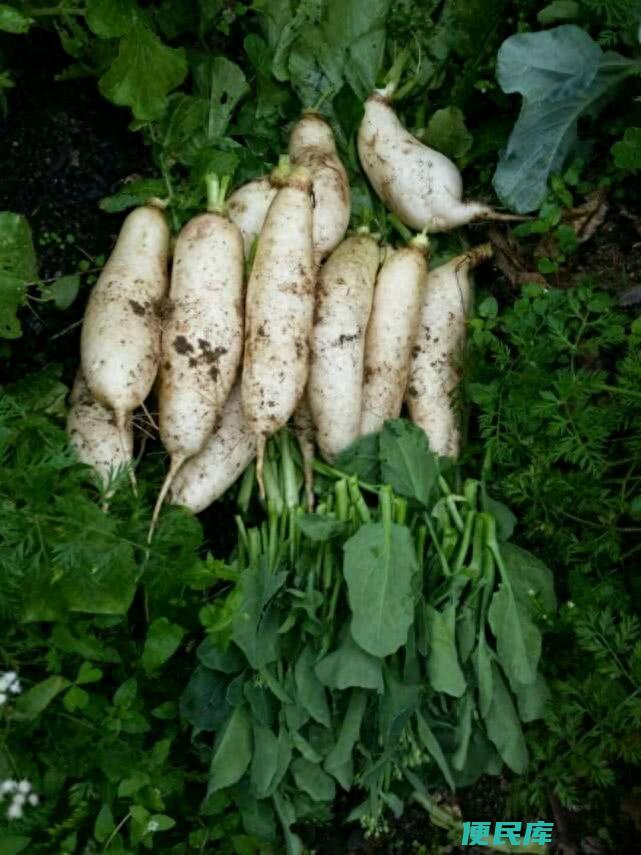 我们吃的萝卜是根还是茎呢（长在土里的食物都有哪些）