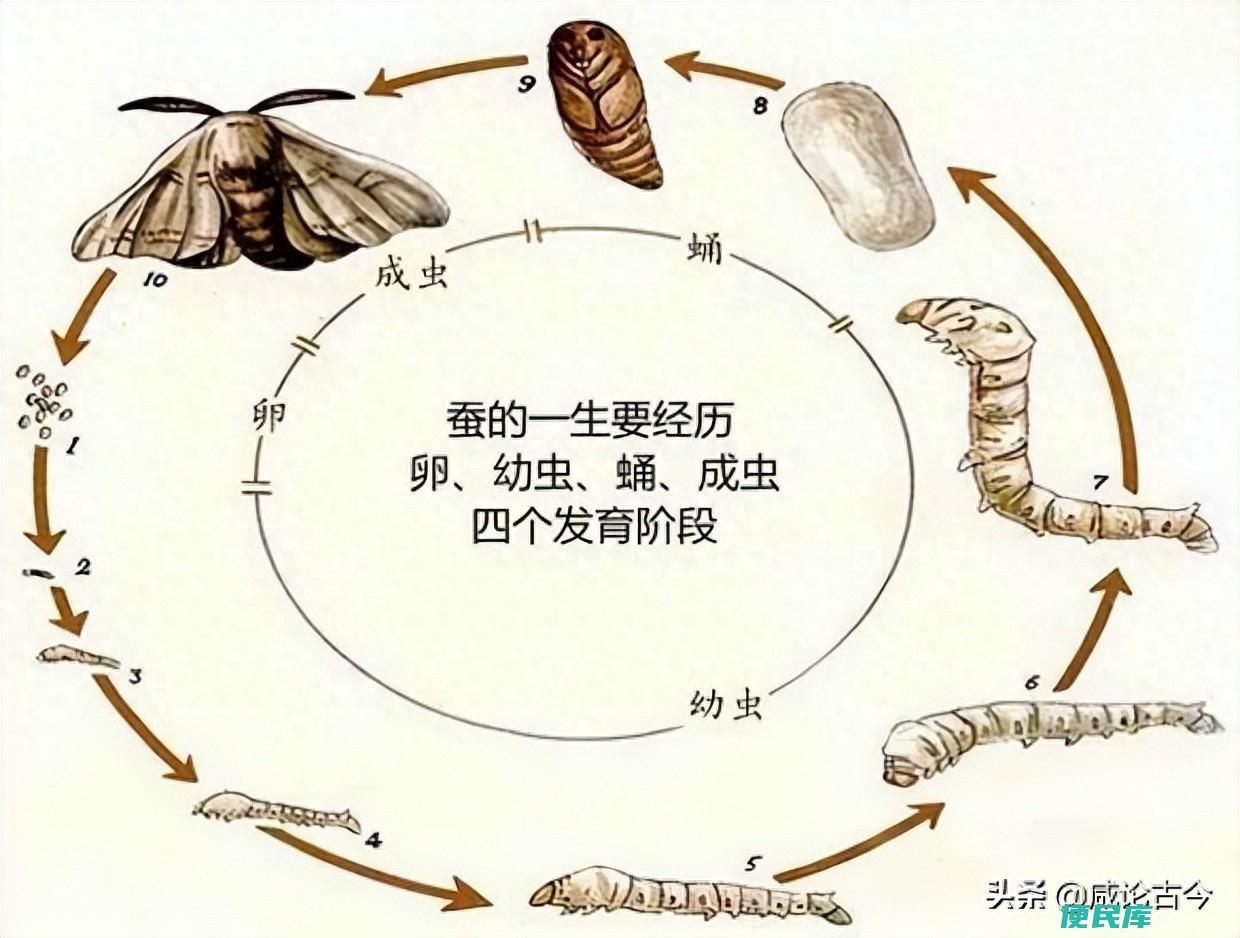 蚕吐丝前的征兆有哪些（蚕宝从吐丝到羽化成蝉的全过程）