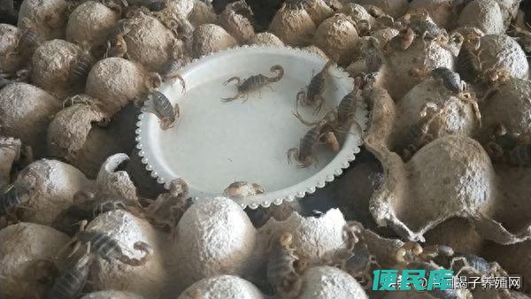 蝎子怎么养殖在家里怎么养殖蝎子（大棚蝎子的养殖技术）