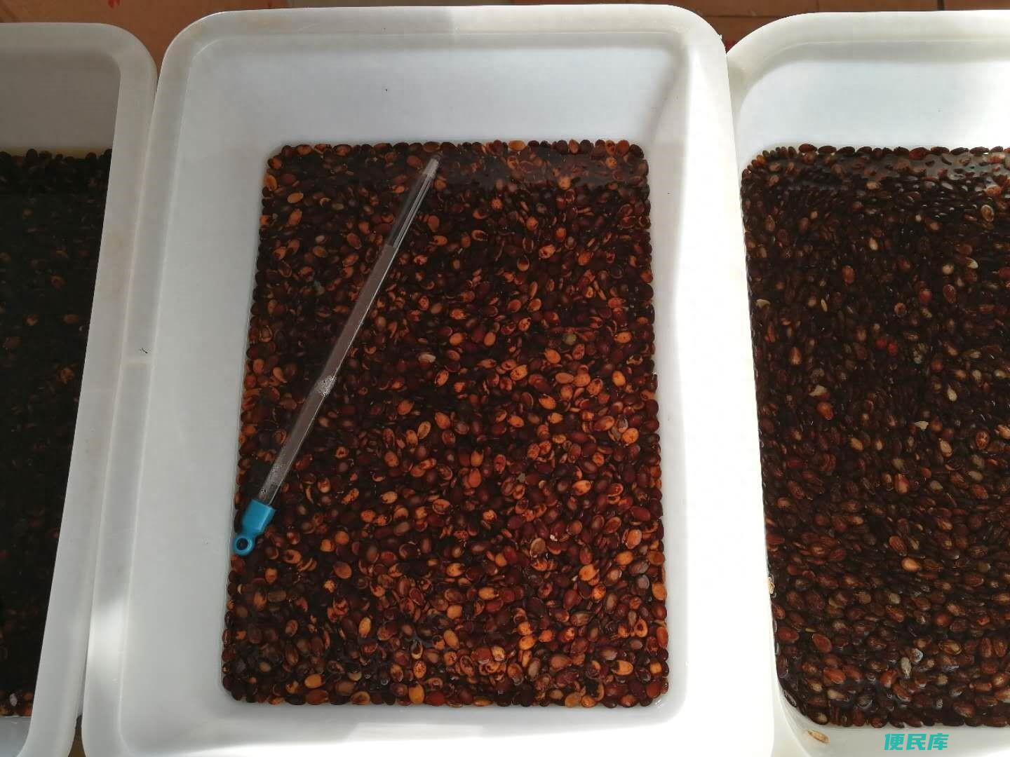 种西瓜怎么种才能长得又大又（西瓜的种植技术与施肥方法）