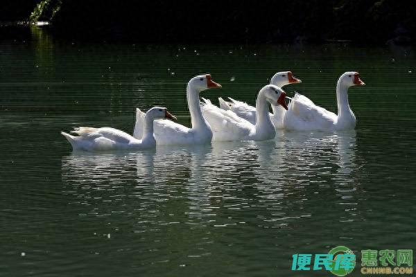 大白鹅怎么分公母（轻松分辨大鹅公母的方法有哪些）