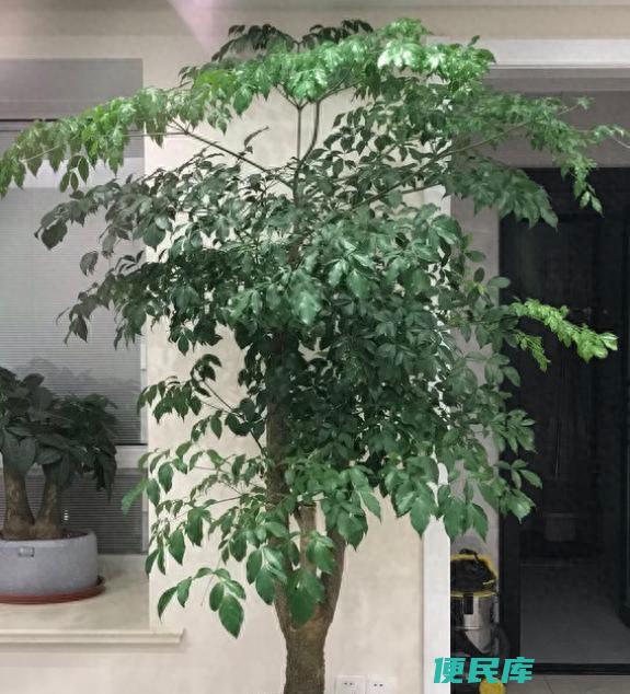 幸福树怎么浇水才正确（在家庭中应该怎么去养好幸福树）