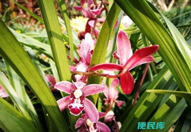兰花怎么浇水最正确（如何给兰花浇水长势才会更旺）