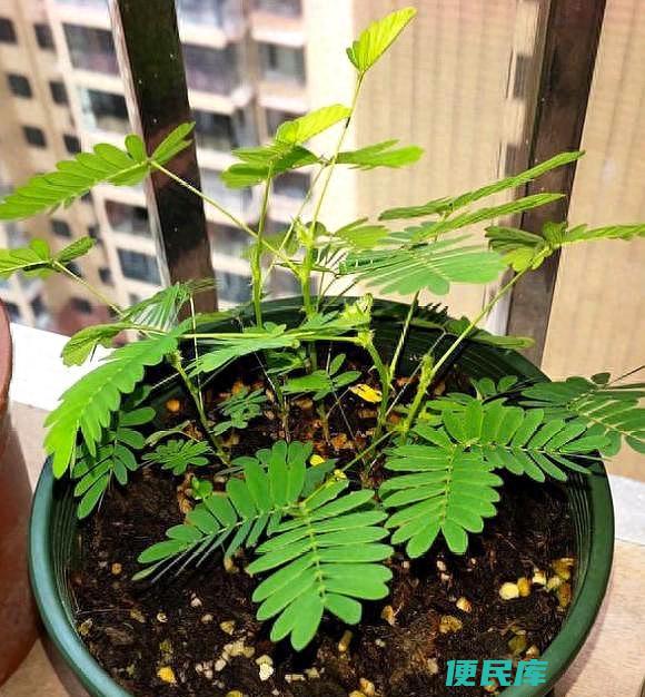 含羞草怎么种才能活（含羞草的养殖方法与注意事项）