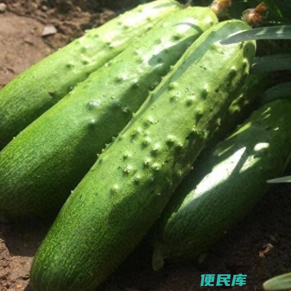 黄瓜种子怎么种（种植黄瓜应该如何才能实现高产呢）