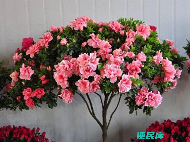 杜鹃花怎么修剪（杜鹃花的修剪时间及修剪技巧介绍）