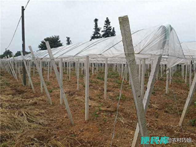 葡萄架子怎么搭架比较好（葡萄架的种类以及优缺点）