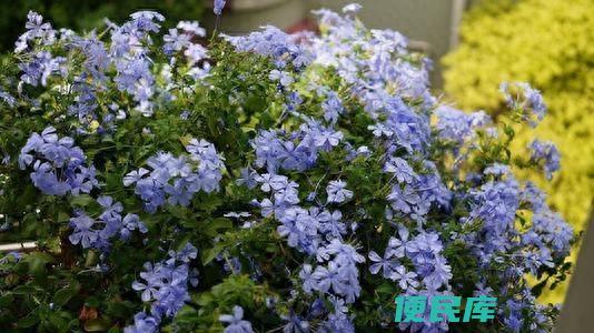 蓝雪花怎么修剪开花多呢（蓝雪花花败后的养护方法）