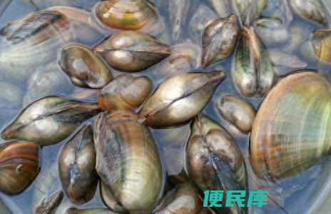 河蚌怎么处理干净呢（河蚌的前期处理到底有多麻烦呢）