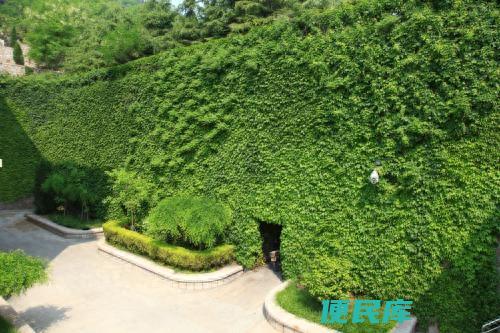爬山虎怎么种（在养殖爬山虎的时候应该注意什么情况）