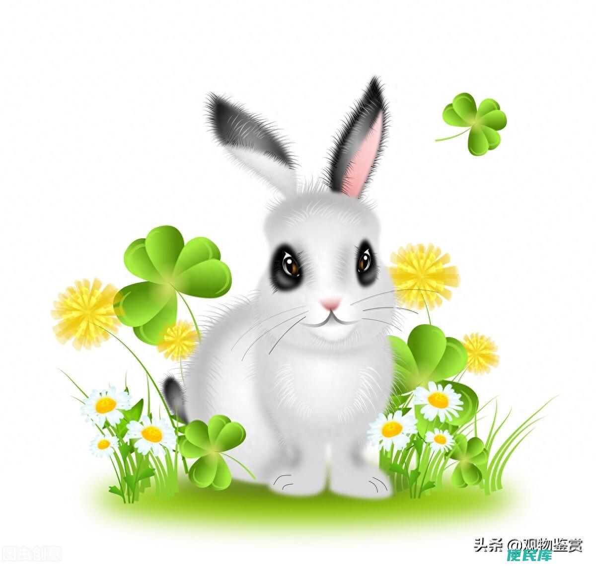 一般兔子寿命能活多久（影响兔子寿命的因素有哪些）