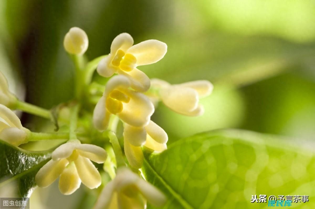 桂花茶怎么泡才好喝（桂花适合与哪些茶搭配饮用呢）
