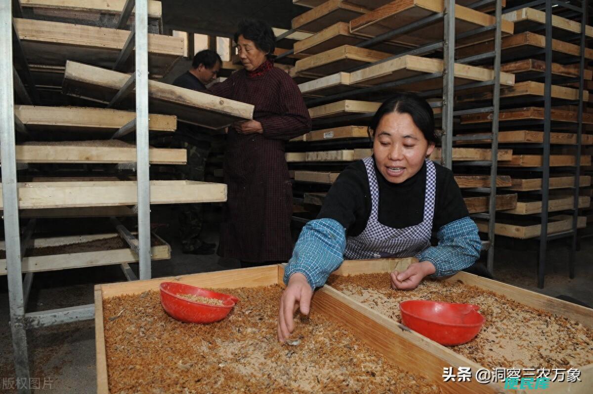 面包虫怎么繁殖出来（面包虫养殖方法以及注意事项）