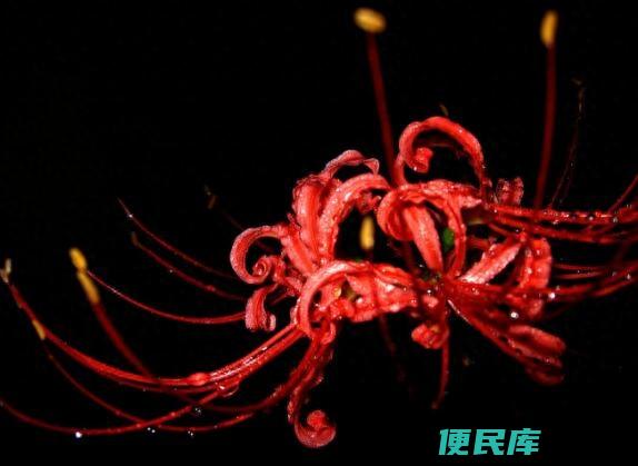 彼岸花碰到血会怎样（将血滴在彼岸花上会出现什么后果）