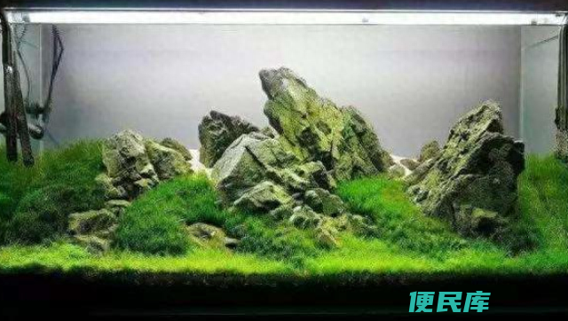 绿菊水草养殖技巧（如何让绿菊水草和鱼一起好好生活）