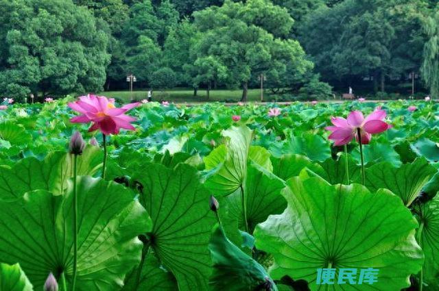 西湖美景诗词欣赏（分享3首描写西湖风景的绝美诗词）