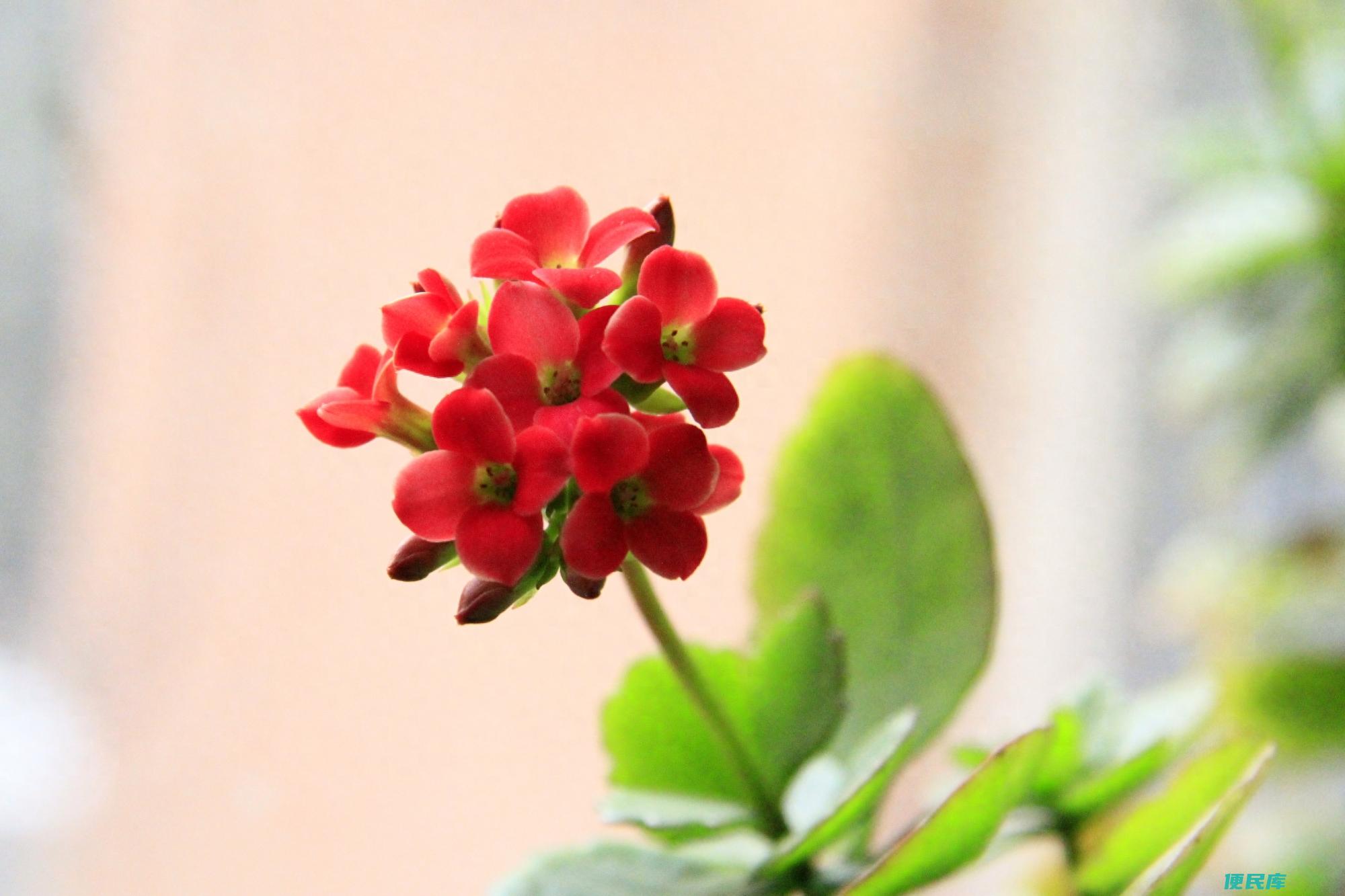 长寿花种植护理指南（在养殖长寿花过程中需要注意什么）