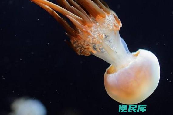 海蜇与水母的区别（海蜇和水母的不同特征）