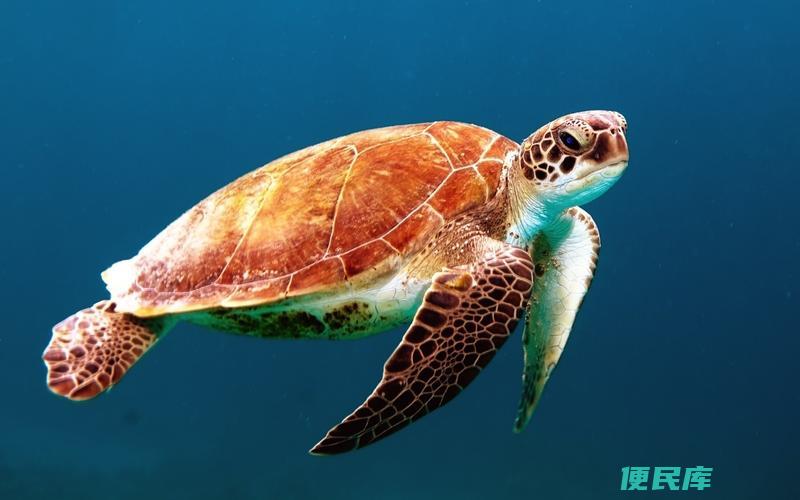 海龟寿命有多长(探秘海龟的生命周期)