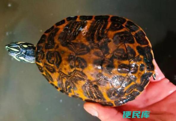 火焰龟好养吗（火焰龟的饲养难易度）