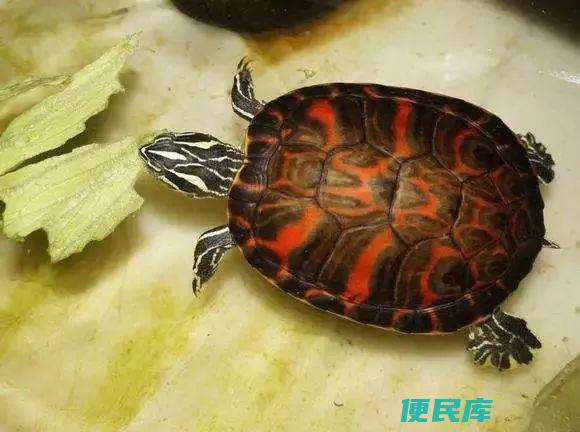 火焰龟是否适合深水养(判断火焰龟是否适合长时间深水环境)