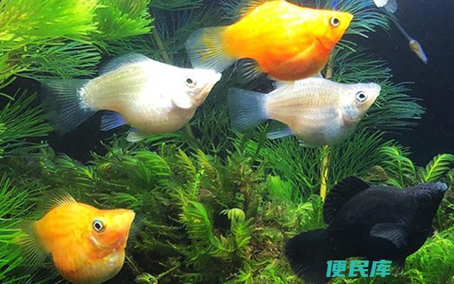 玛丽球鱼怀孕征兆（如何判断玛丽球鱼即将产下幼鱼）