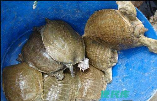甲鱼的科学喂食建议(合理选择甲鱼的适宜食物)