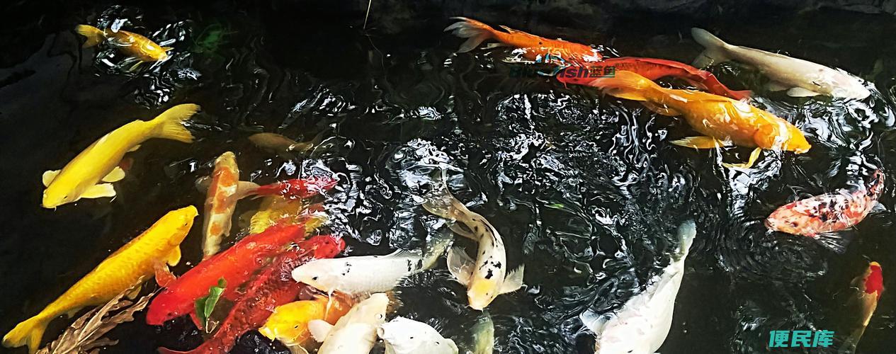 科学喂养频率与锦鲤健康(了解正确的锦鲤饲养间隔)