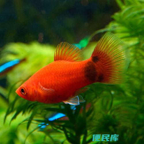 米奇鱼生小鱼迹象（米奇鱼快要生小鱼的征兆）