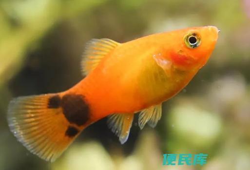 米奇鱼好饲养吗（米奇鱼容易养护吗）