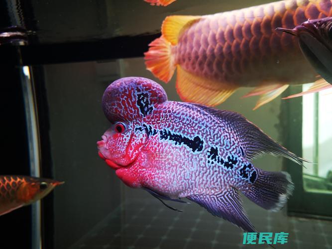 罗汉鱼水温度多少最佳（罗汉鱼的适宜水温范围）