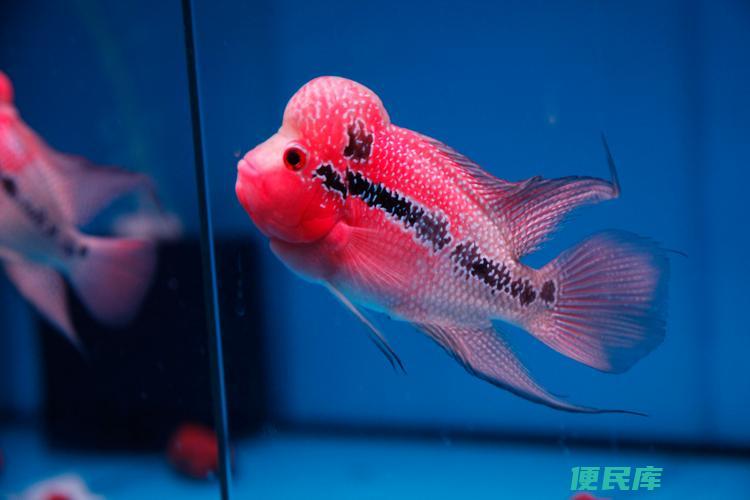 罗汉鱼肠炎怎么治疗（治疗罗汉鱼肠炎的方法）