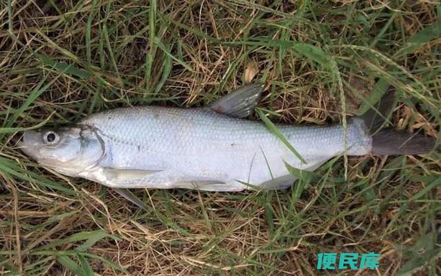 翘嘴鱼的生长速度（翘嘴鱼一年可以长多大）