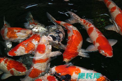 自家养锦鲤的繁殖秘籍(锦鲤如何自行增殖)