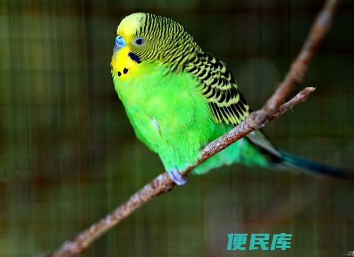 虎皮鹦鹉繁殖成功率（虎皮鹦鹉第一窝孵化成活的概率）