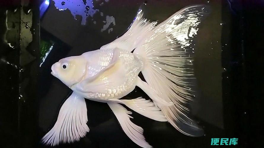 蝴蝶鲤适合养吗（蝴蝶鲤适合初学者养吗）