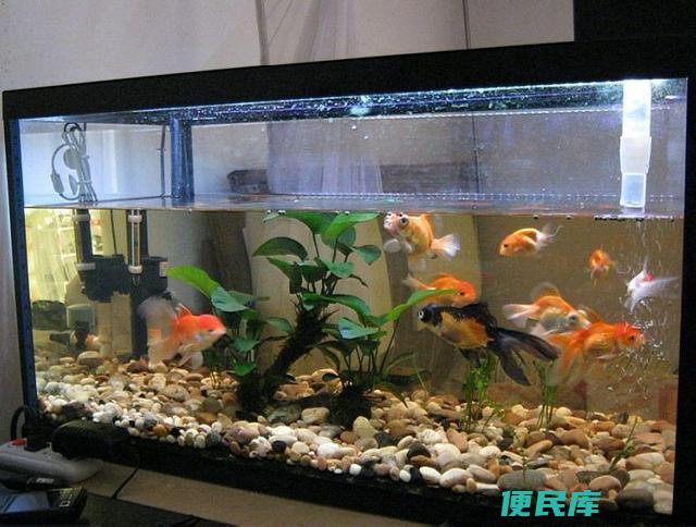 解决鱼缸内壁黄褐色铁锈问题(有效清除鱼缸内壁黄褐色铁锈)