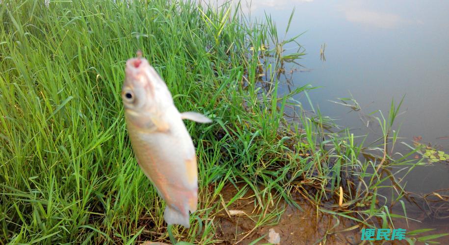 野钓用伊势尼还是伊豆 （野钓适合使用伊势尼线还是伊豆线）