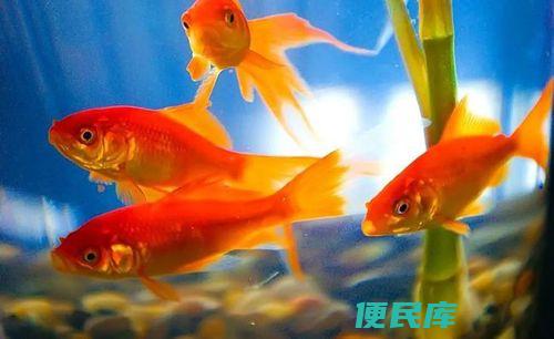 金鱼会睡觉吗（金鱼是否有睡眠的需求）