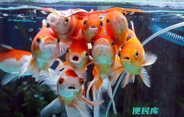 金鱼一直浮在水面张嘴是为什么(分析金鱼浮在水面并张嘴的原因)