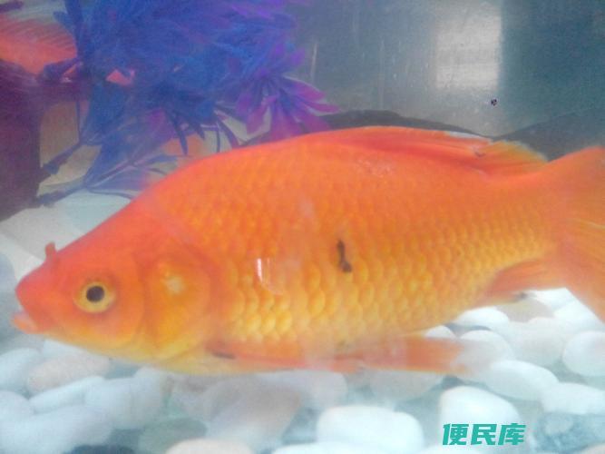 金鱼鳞片脱落处理方法(修复掉鳞片的金鱼治疗措施)