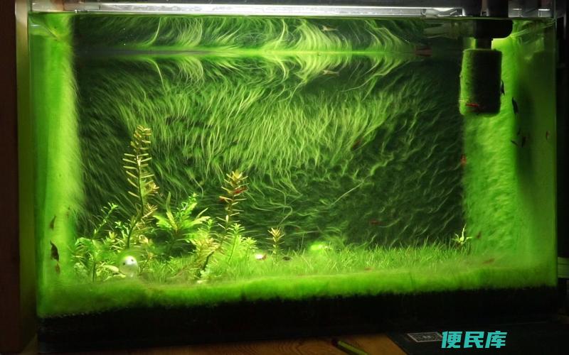 <font color='#ff7200'>鱼缸</font>壁上的绿苔如何清除(有效清除<font color='#ff7200'>鱼缸</font>壁上的绿苔)