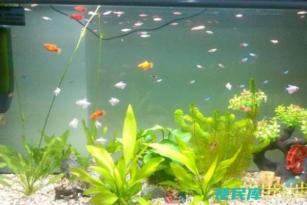鱼缸使用土霉素后的影响（加入土霉素后鱼缸何时开始换水）