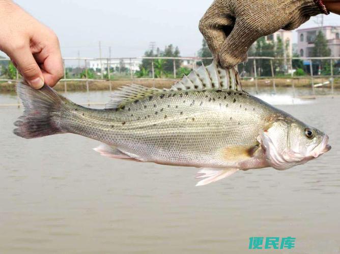 鲈鱼是否带有刺（鲈鱼<font color='#ff7200'>身上</font>是否有刺）