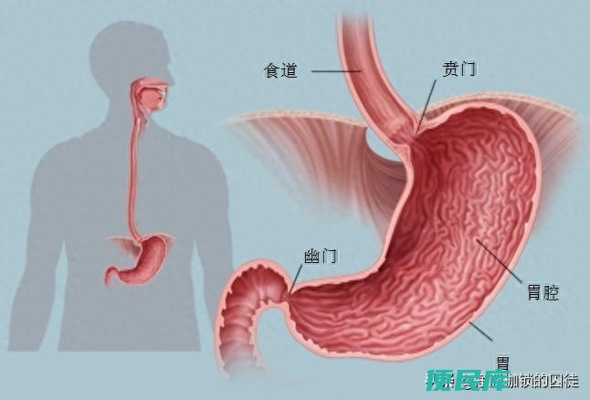 嗳气是怎么回事（病理性嗳气和生理性嗳气是什么意思）