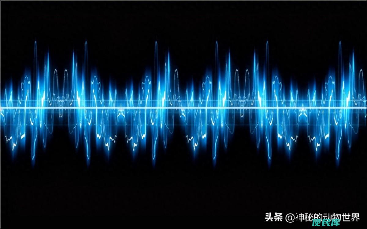 大象的耳朵可以干什么（大象为什么总是喜欢拍打耳朵）
