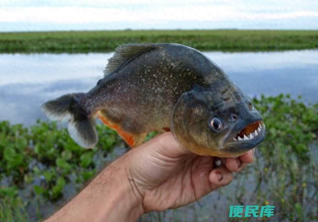 食人鱼最怕什么东西（亚马逊河的食人鱼<font color='#ff7200'>究竟</font>有多可怕）