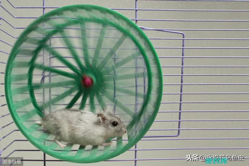 仓鼠适合什么温度（新手养仓鼠需要知道的四个注意事项）