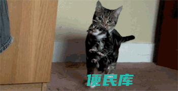 怎么看母猫是否怀孕（母猫在怀孕期间会有什么征兆）