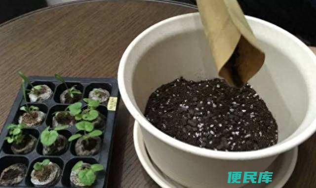 怎样配制养花通用土壤肥料（分享两种万能的配土方法）